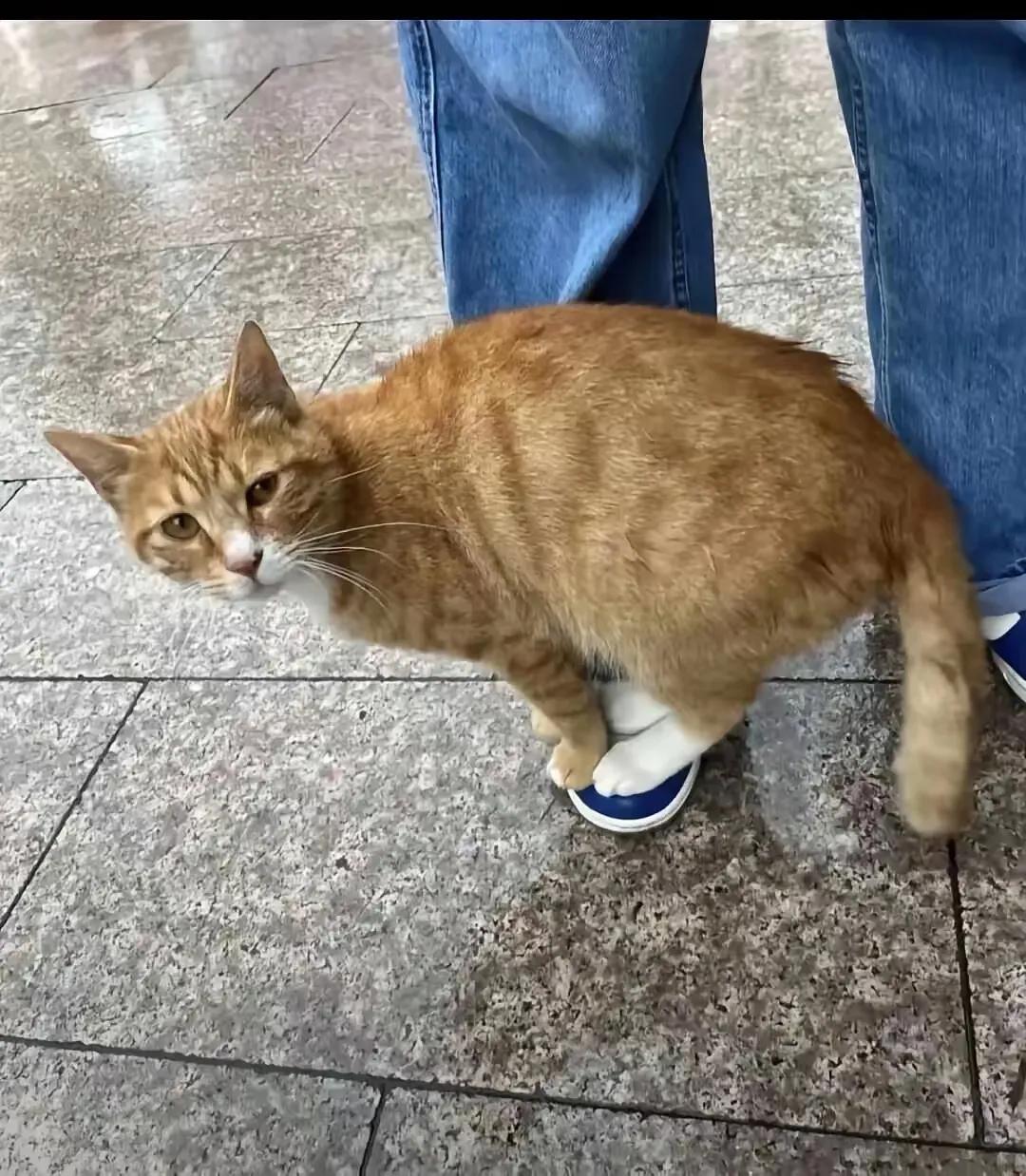 我家的橘猫有洁癖，一般不愿意出门，硬把它抱出去，地面脏一点它都不愿意下地，把它硬