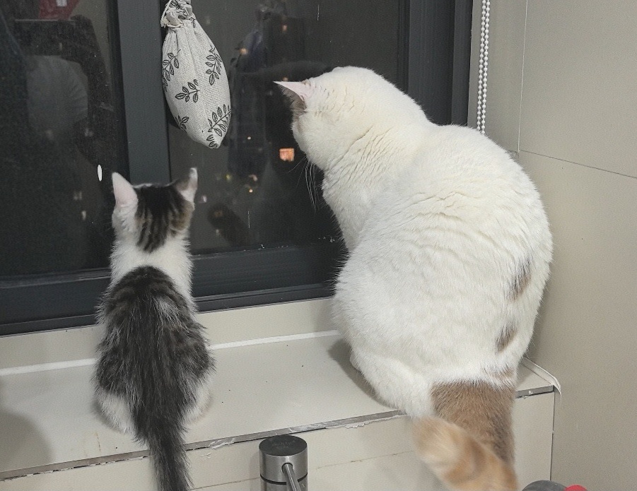 元宝女士是个很热心善良的好小猫。每次给小猫剪指甲的时候，它就会叫它一叫元宝就要来