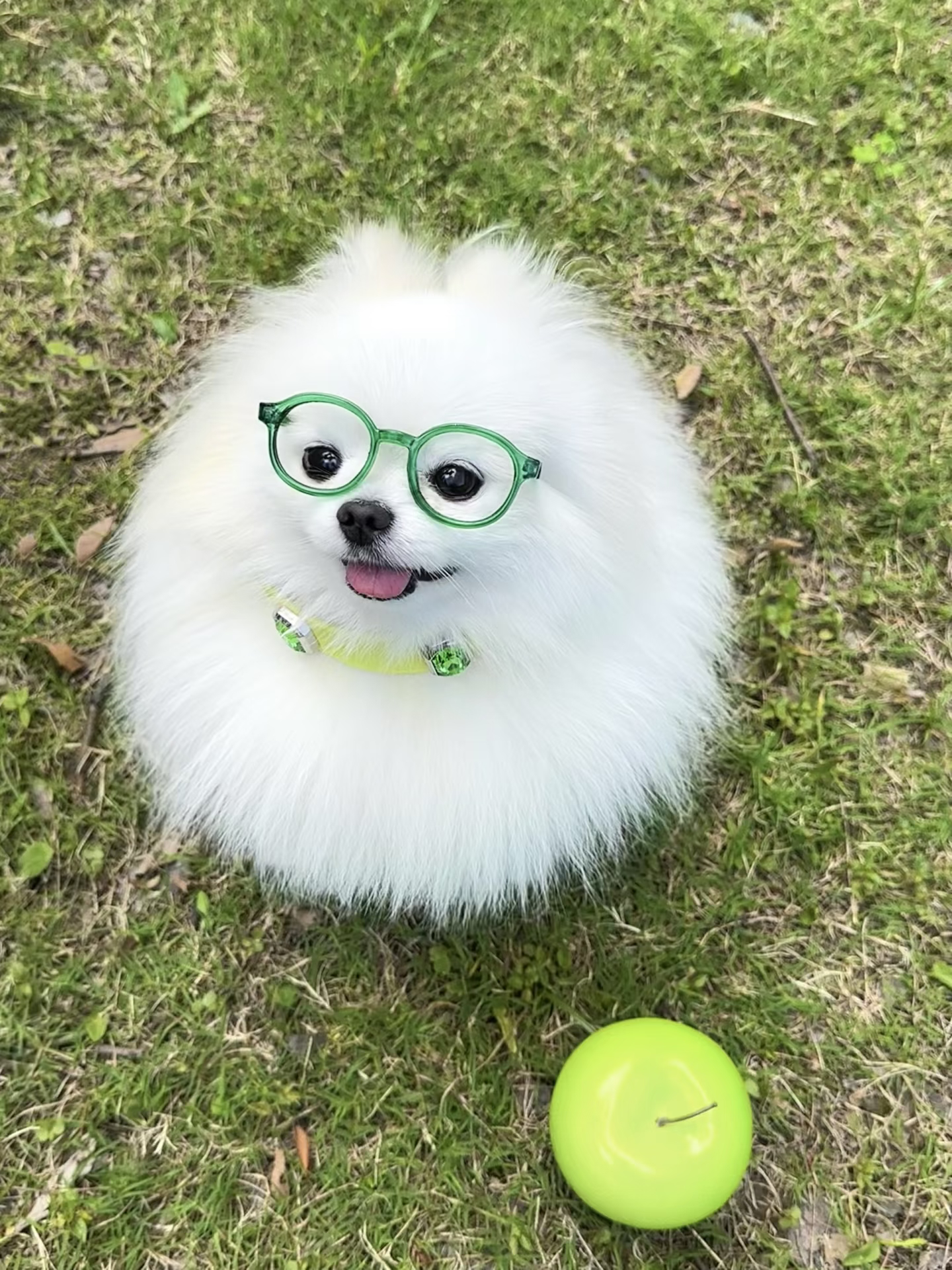 WeChat｜博美头像🐾小狗统治地球｜ins小众头像｜可爱小狗｜审美积累｜小狗