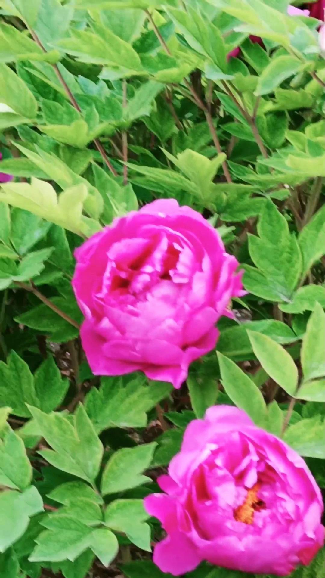 🎋一段亲密关系的进行，不可避免地会产生争吵，但决定这段关系是否能够延续的，却是