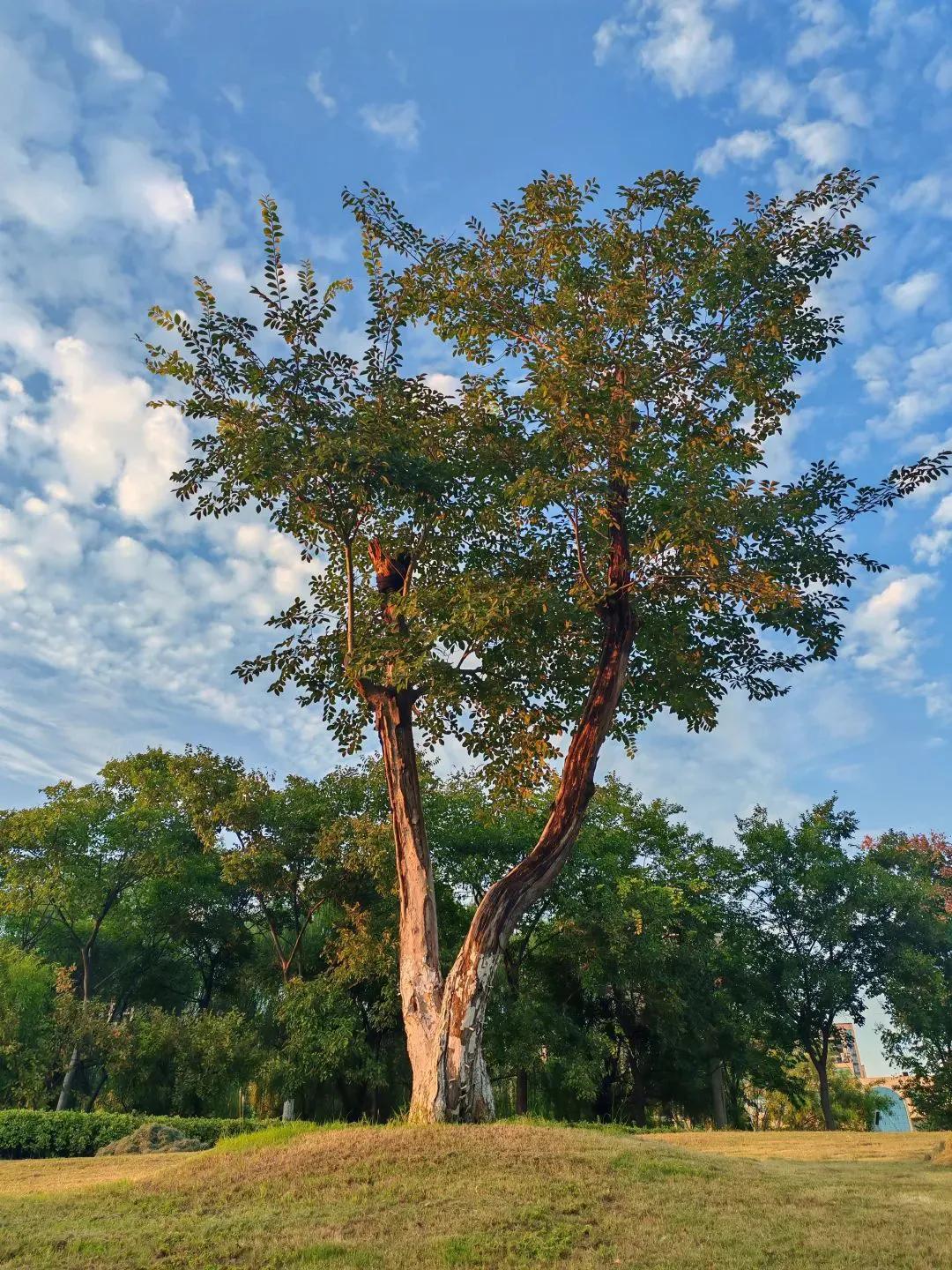 春风拂面，简单做人，快乐做事；
桃花灼灼，向往美好的心，遇见风景如画。
在春的怀
