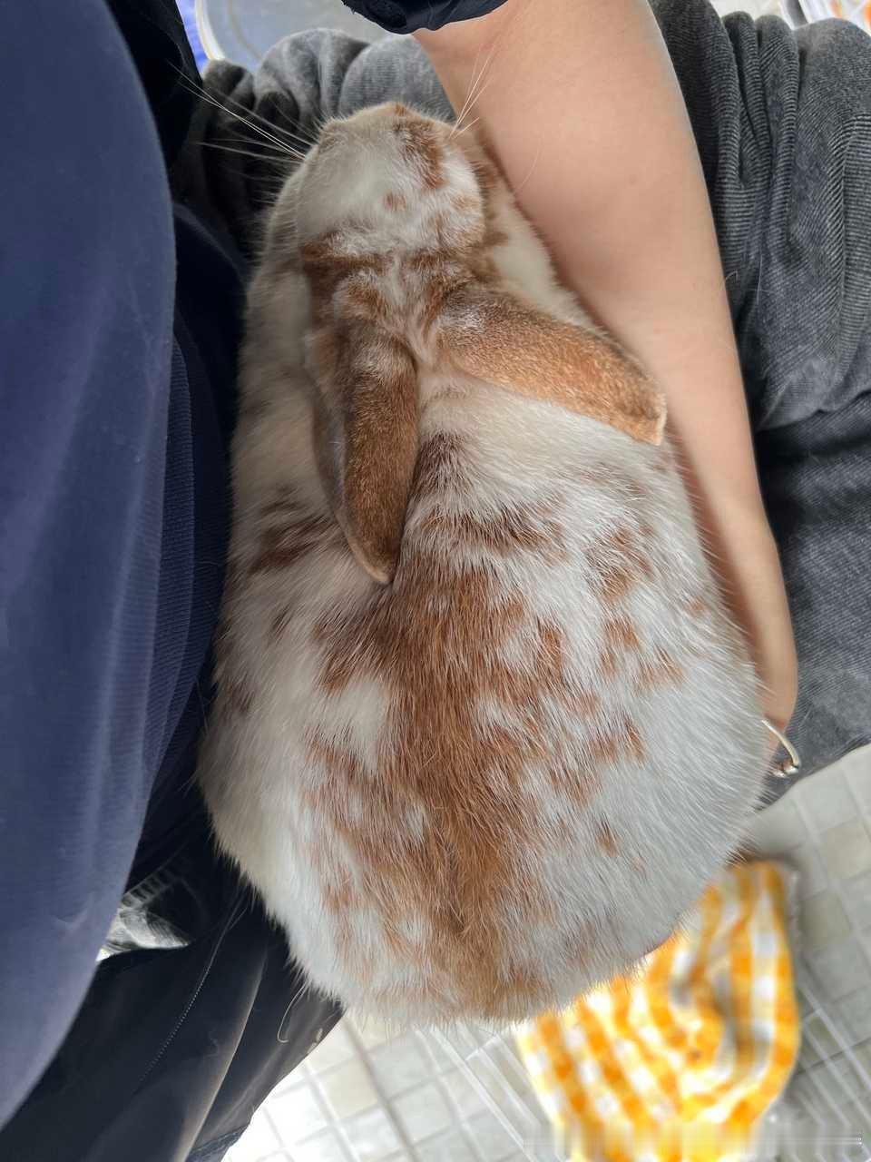 14070🐇【咋办】🍓们缟纻放假一回家发现小猪胖成真猪了该怎么减肥呀现在变成