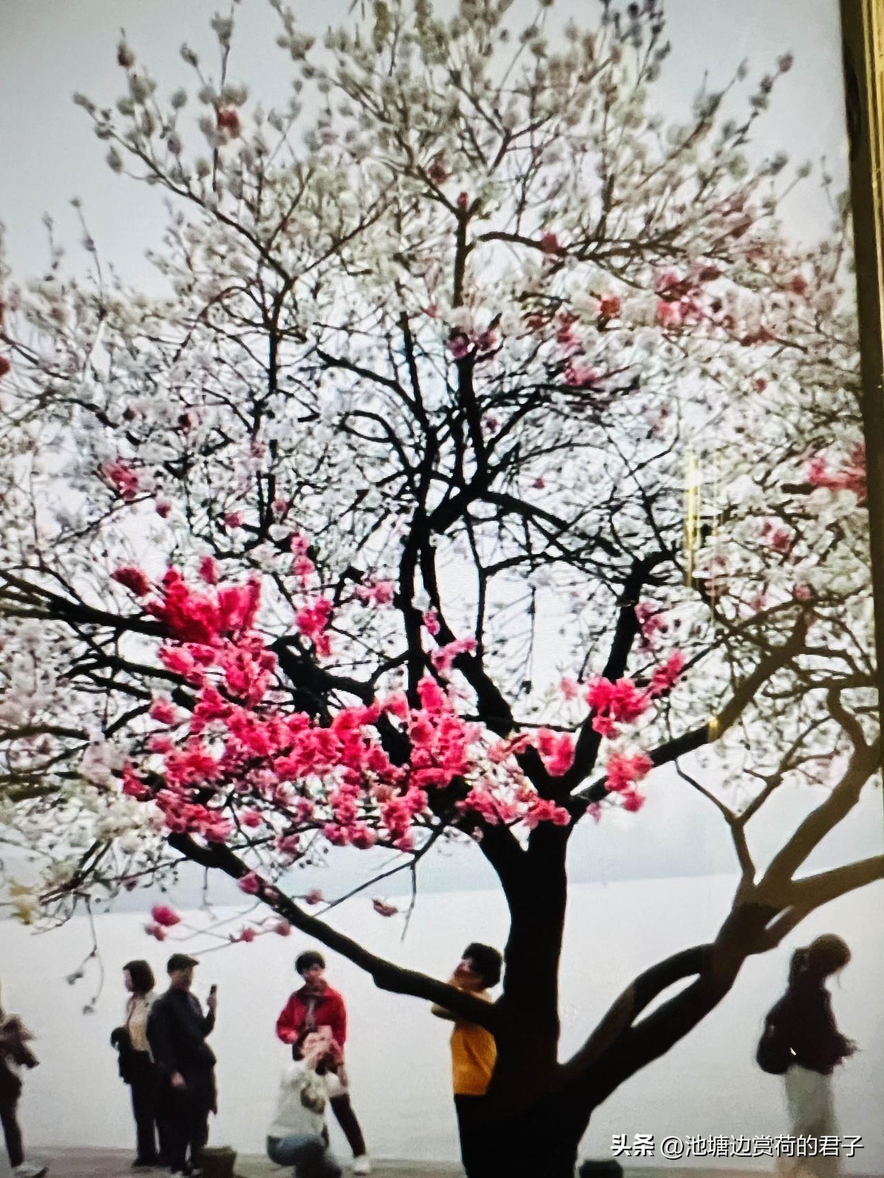 春日生活确实美好得让人忍不住打卡记录！就像我前几天去公园，那景象和你描述的一样绝