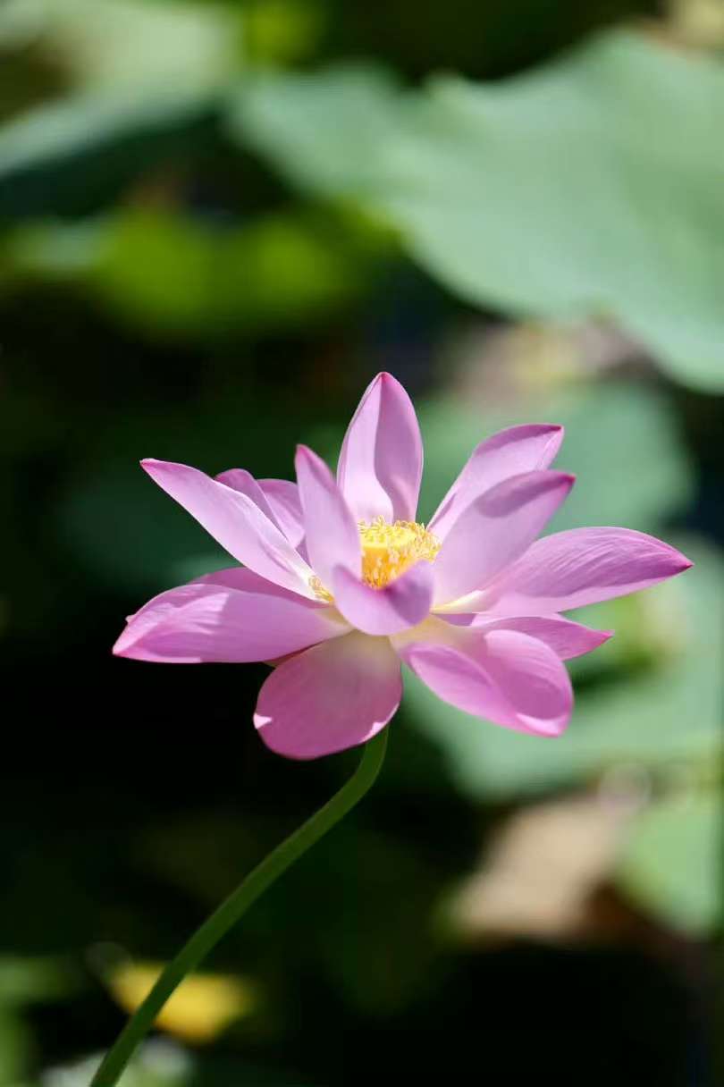 命运中的所有苦难是伴随一步步向前走的生命光影，真正能够铸就自我的坚强，并且真正理