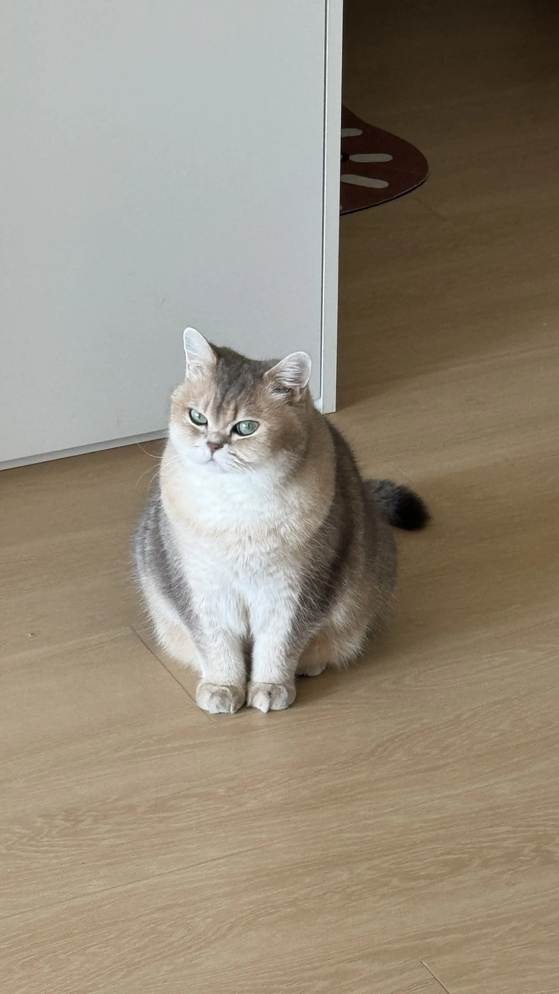 记录猫咪日常 我和我的猫 这个世界不能没有小猫 它真的好像个小宝宝