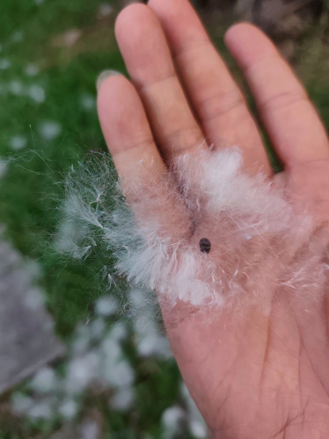 晚上去拿猪儿嘟嘟遗忘在围棋课外班的水瓶，然后拎着瓶子在东风公园散步，并和老爸视频