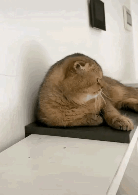 一天天的，就是很讨厌，也不出去做事，猫粮哪里来啊？