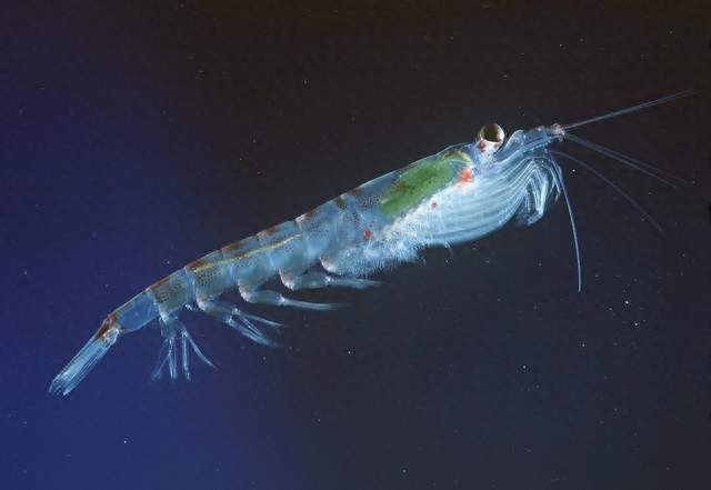 颠覆常识！南极磷虾根本不是虾？它是撑起南大洋“超级浮游生物”