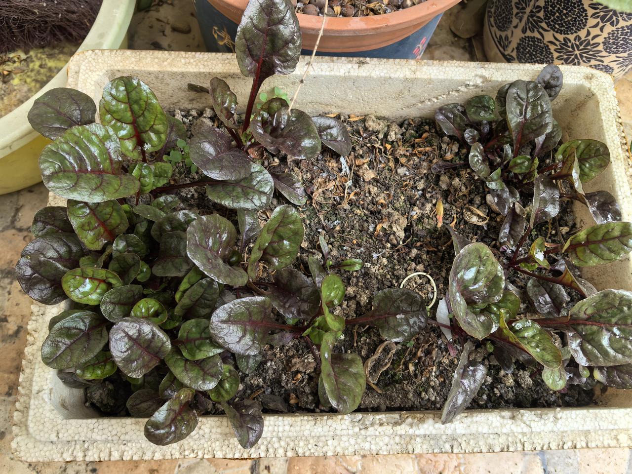 前几天看友友们发的趴地菠菜火了，今天得闲，看了一下两个月前随手撒的紫红菠菜种子，