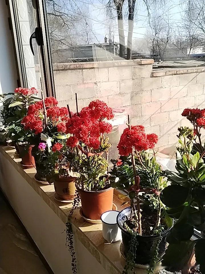 现在东北气温也开始暖和起来了，花都开了，非常鲜艳