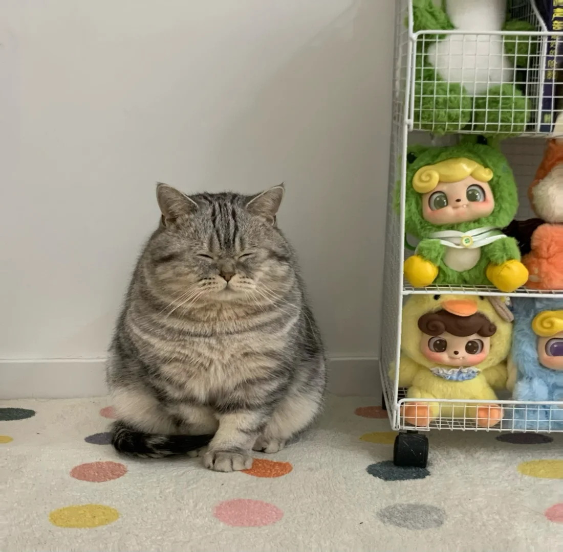 过年偷猪的千万要看清楚呀！猪咪不是猪🐷