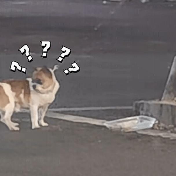 “万万没想到！”10月13日，一只大黄狗走在路边玩耍，突然看见路边有一只被拴住的