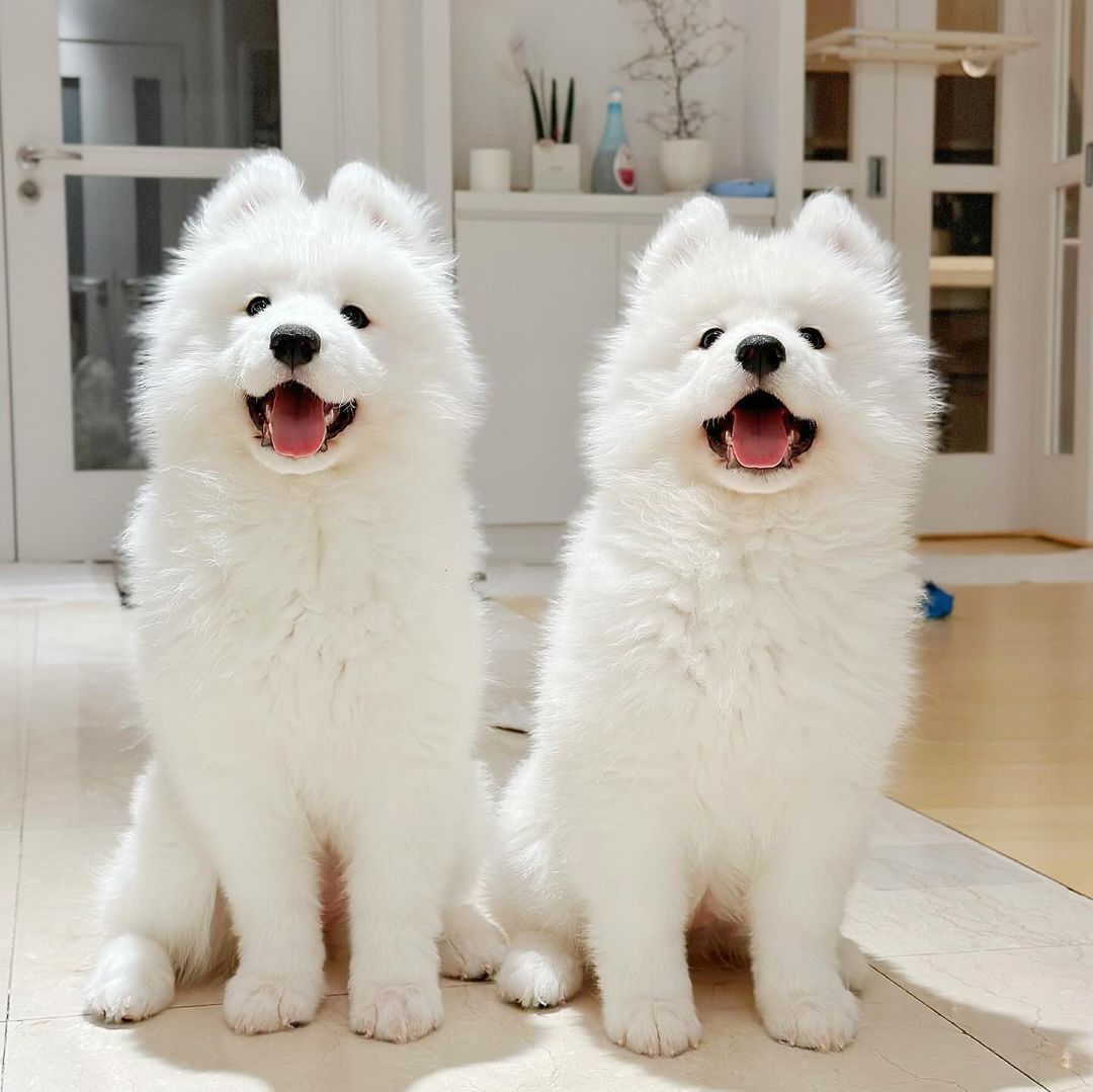 双倍的耶，双倍的甜 