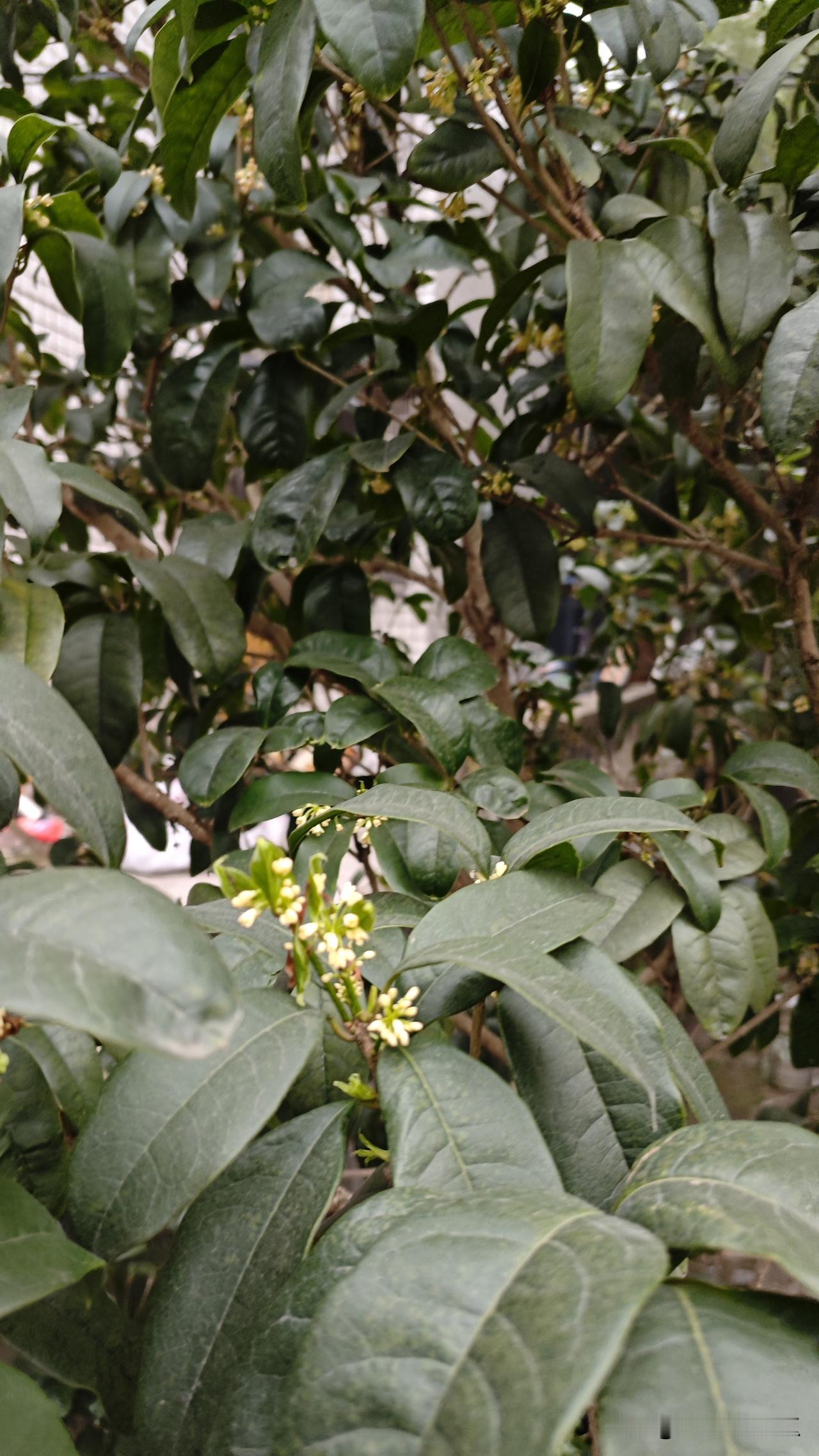 桂花又开了
今年太神奇了，三轮开了