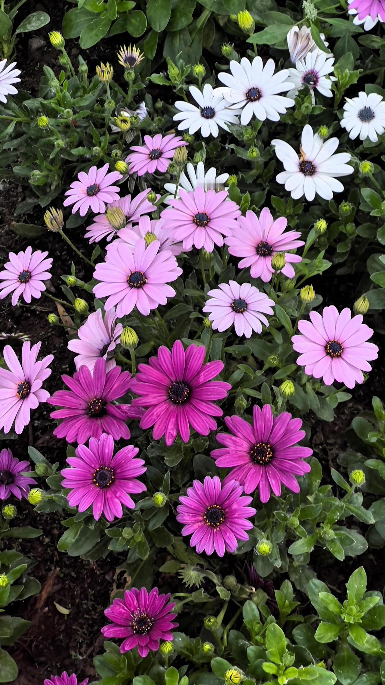 春日里，靓丽迷人的小菊花简直是大自然的馈赠。昨天下午我去陶然亭公园游玩，看到一朵