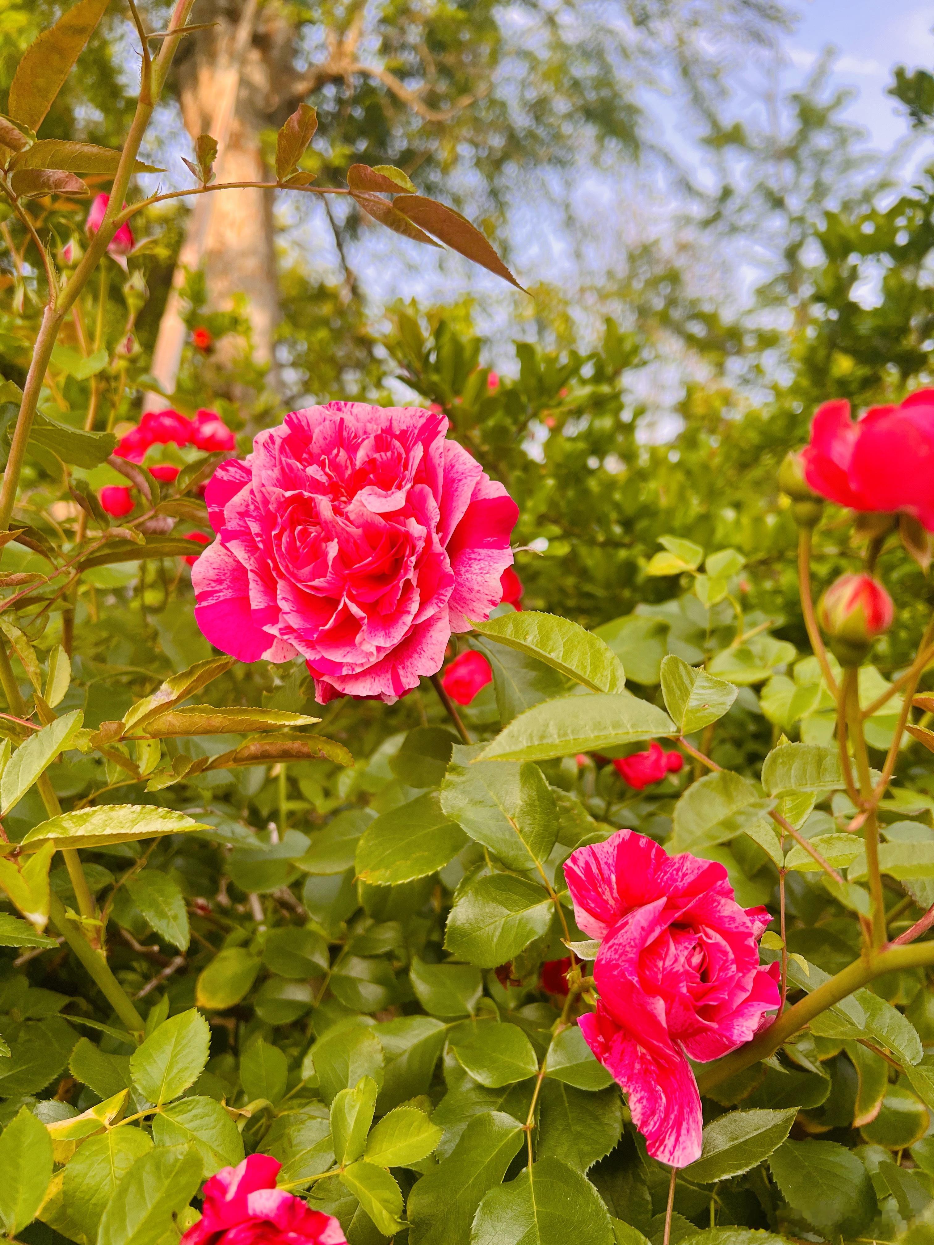 养花养花日记 鲜花的世界，养花人的节日。 