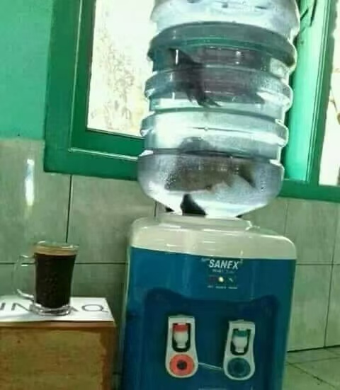 赏鱼品茗 ​​​