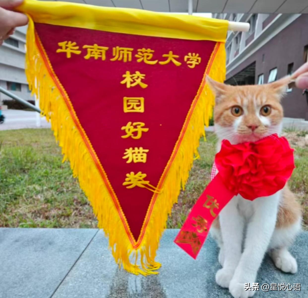一张图证明校园的猫咪被养的很好[偷笑]
猫学长祝各位毕业的学弟学妹们，
前程似锦
