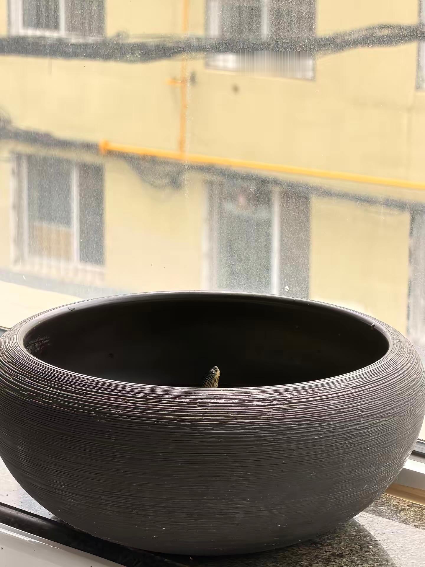 一只龟，一口缸，一辈子🐢