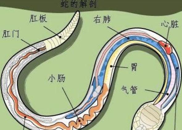 打蛇不打头！有很多人都不知道，野外遇到蛇不能去打头，不然就可能会让自己陷入危险当