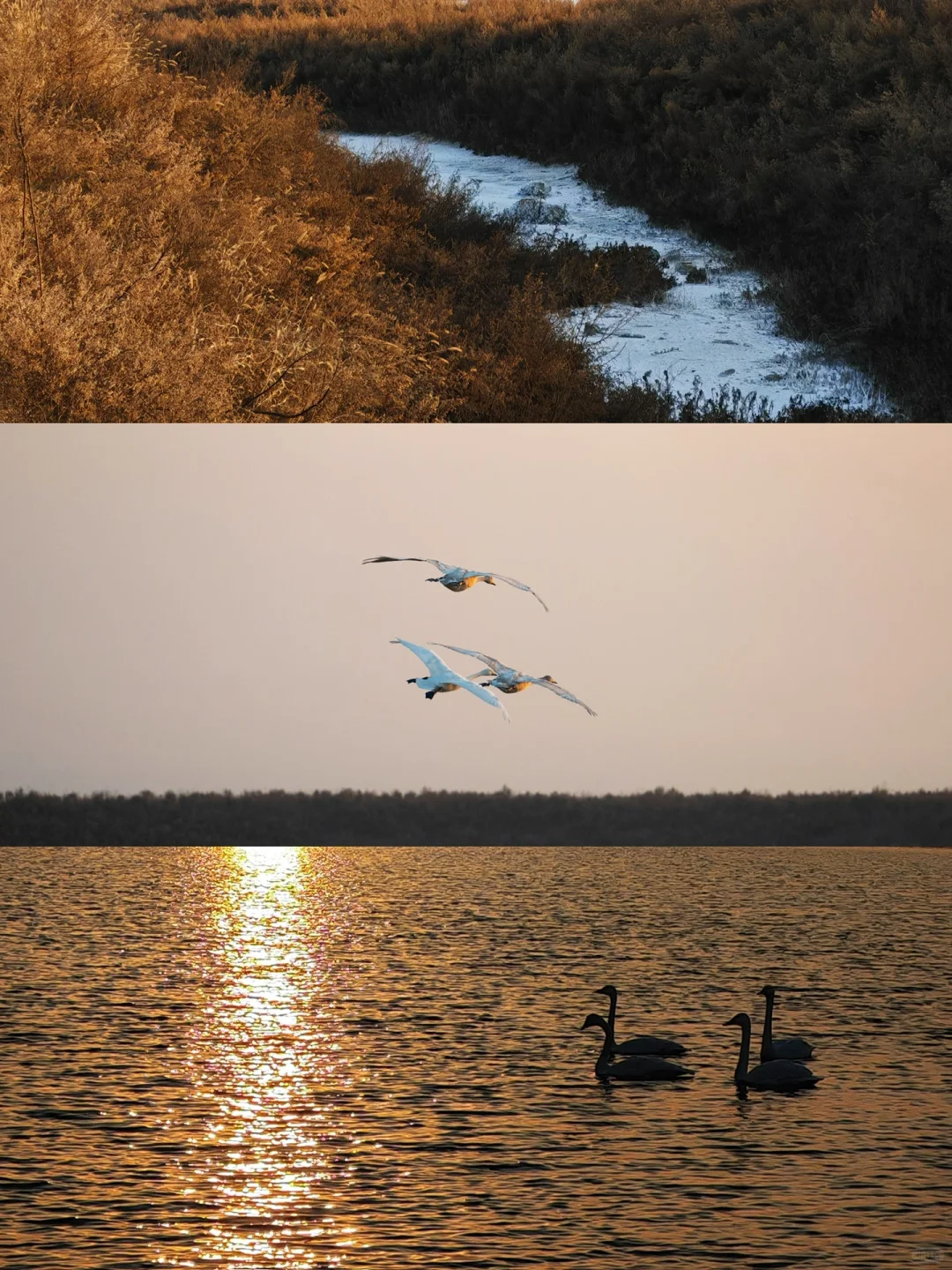 芦苇、天鹅、盐池🦢去山西追一场冬日童话