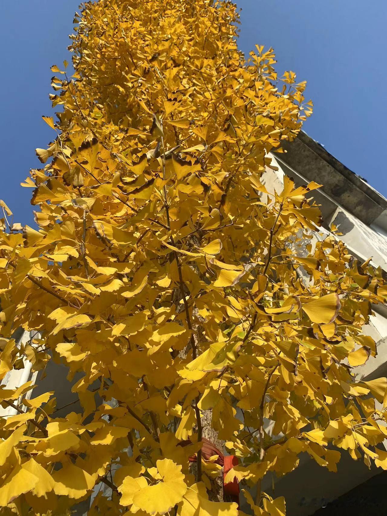 随手拍多彩的红叶