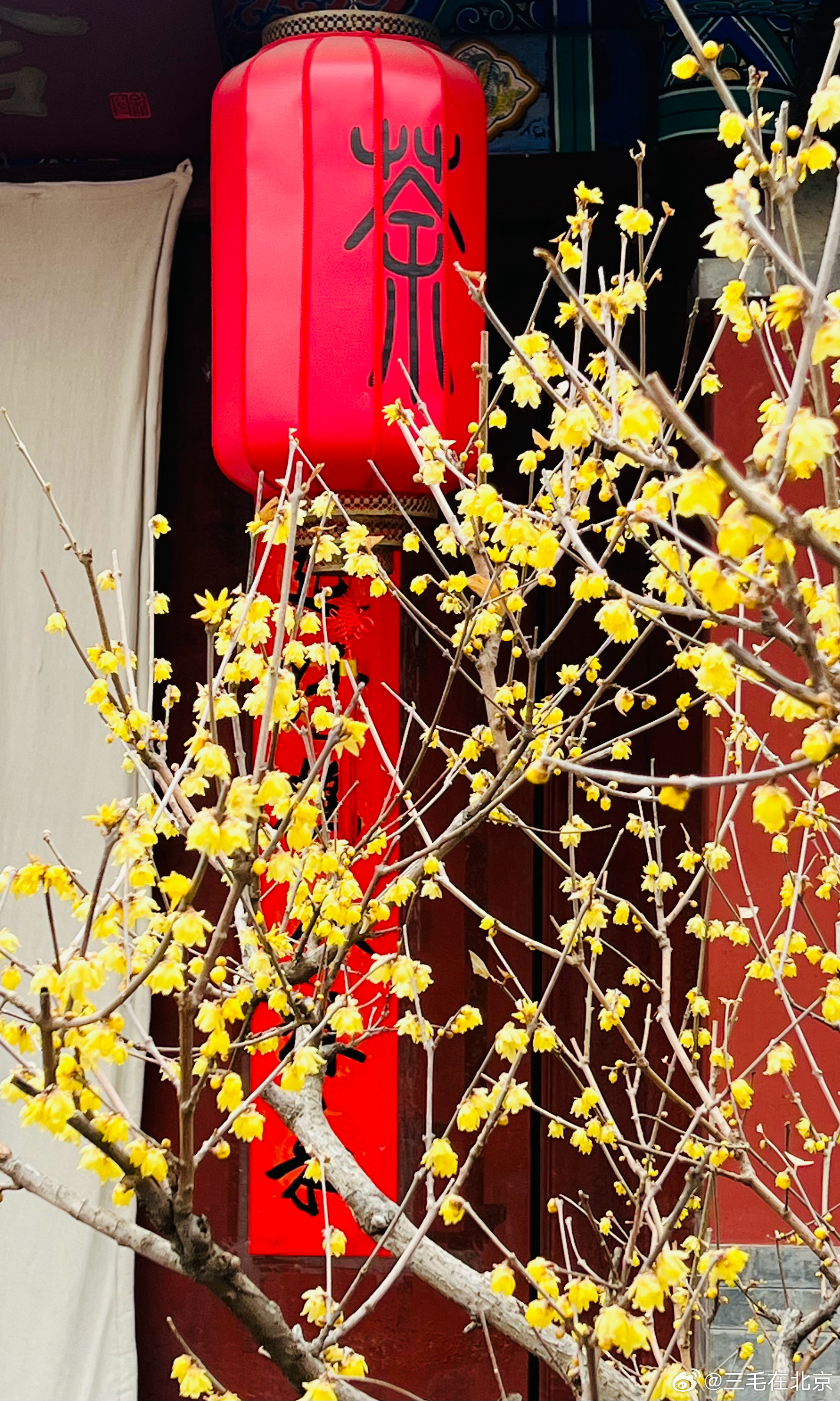 国家植物园 卧佛寺 蜡梅香摄影