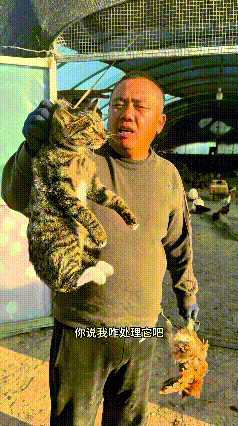 这位大哥可犯了难，家里的猫咪接二连三咬死家里的鸡，这已经是被咬死的第四只了。大哥