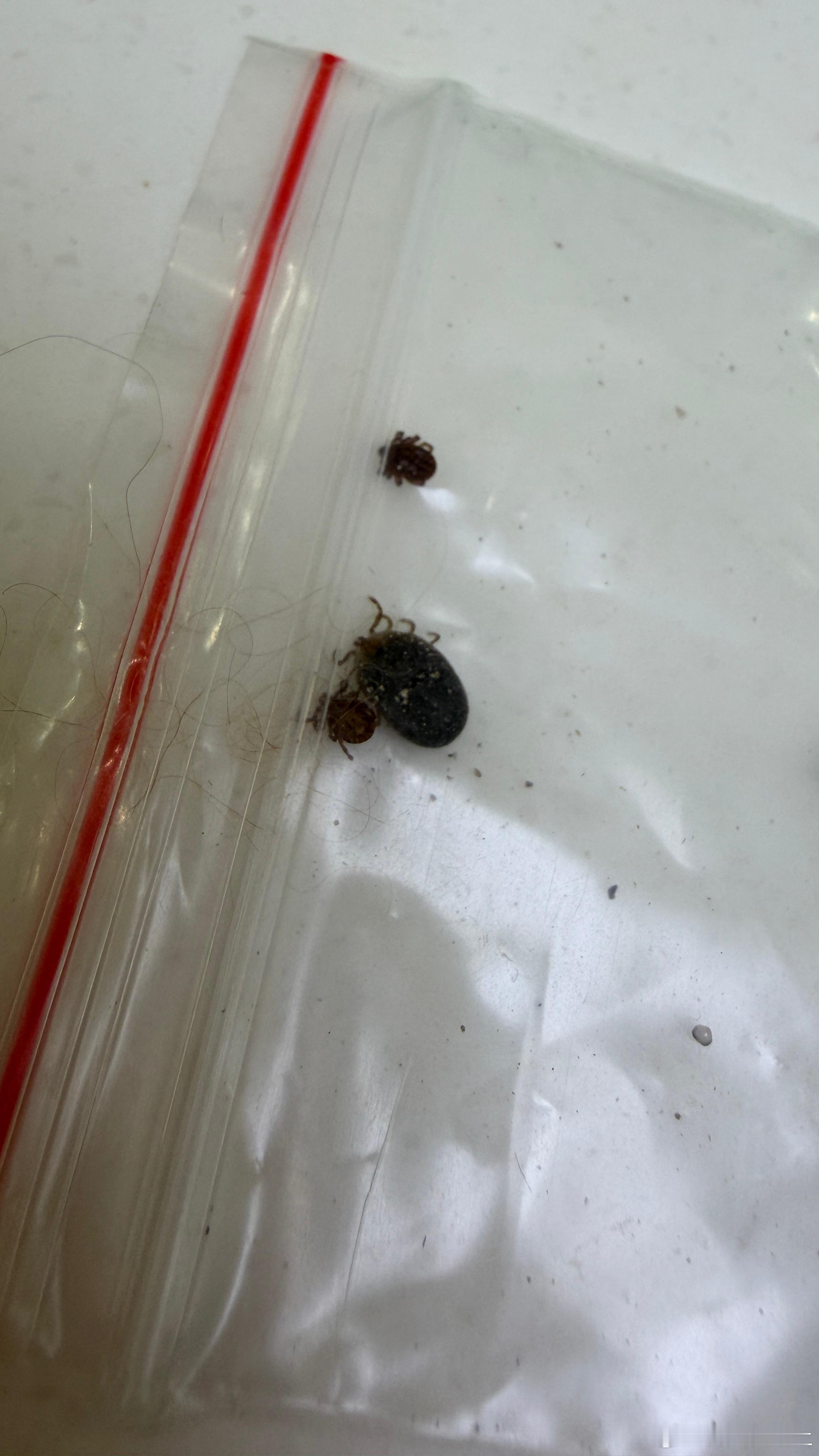 宠物医院，遇到蜱虫本蜱怎么大个儿的能那么老大雨季之后蜱虫兴奋期 大家注意⚠️ 