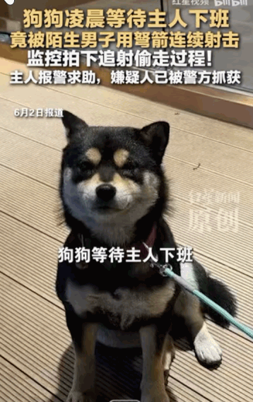 “这种人抓到要严惩！”据媒体于6月2日报道，德阳，一只乖巧的狗狗在凌晨等待主人下