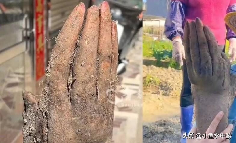 近日，广东一名老人在自家菜地挖出一根形状酷似人手的山药，当场被吓一跳。该“山药手