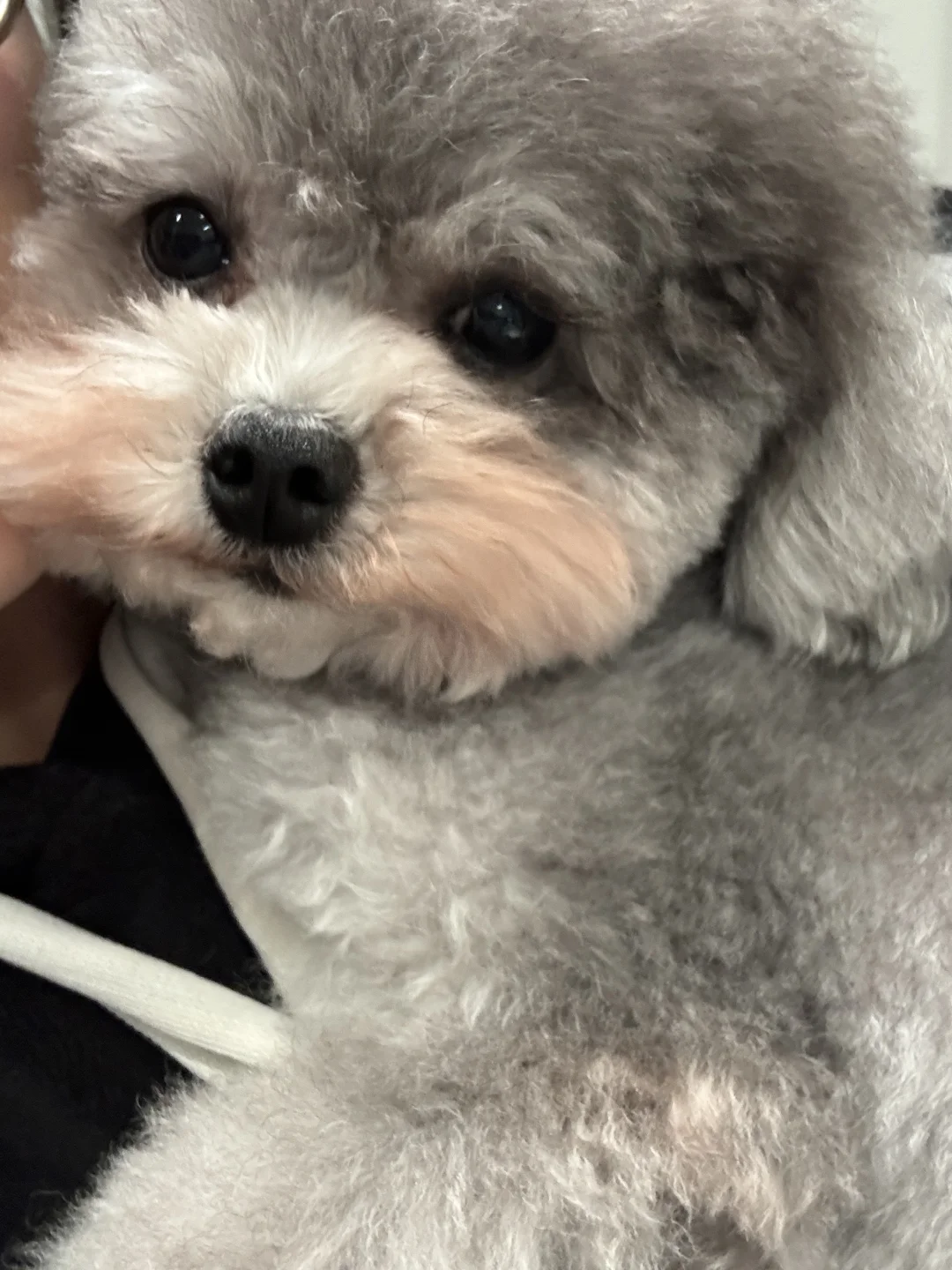 今天你抱小狗🐶了嘛