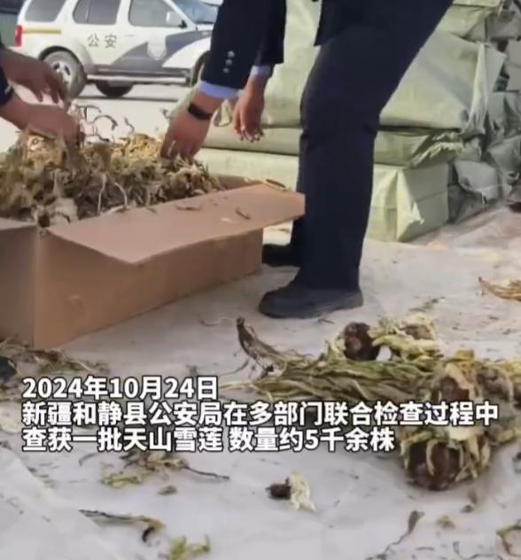 天山雪莲，作为“九大仙草”之一，生长环境苛刻，所以数量很少，属于国家二级重点保护