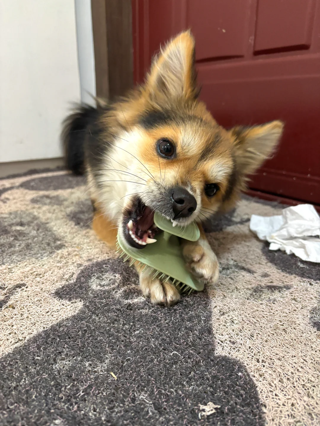 小黑呜呜我还呲牙，会不会咬我🥲