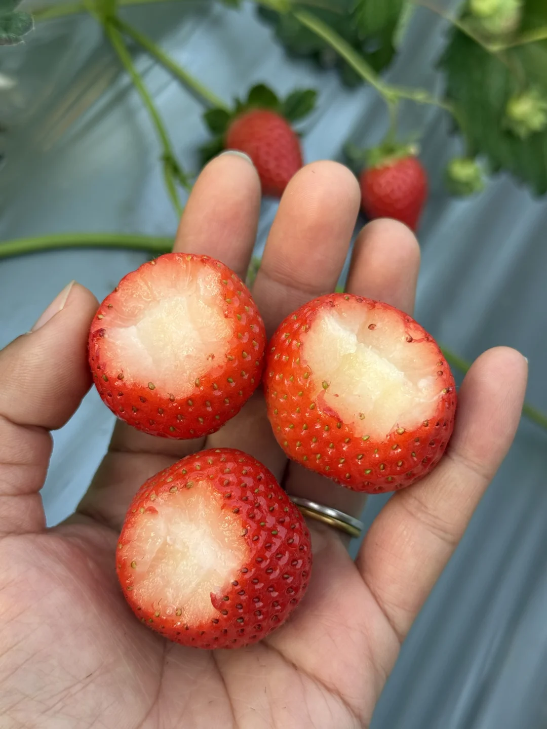 挖到宝了，真的好甜，第一次吃到这么好吃的🍓