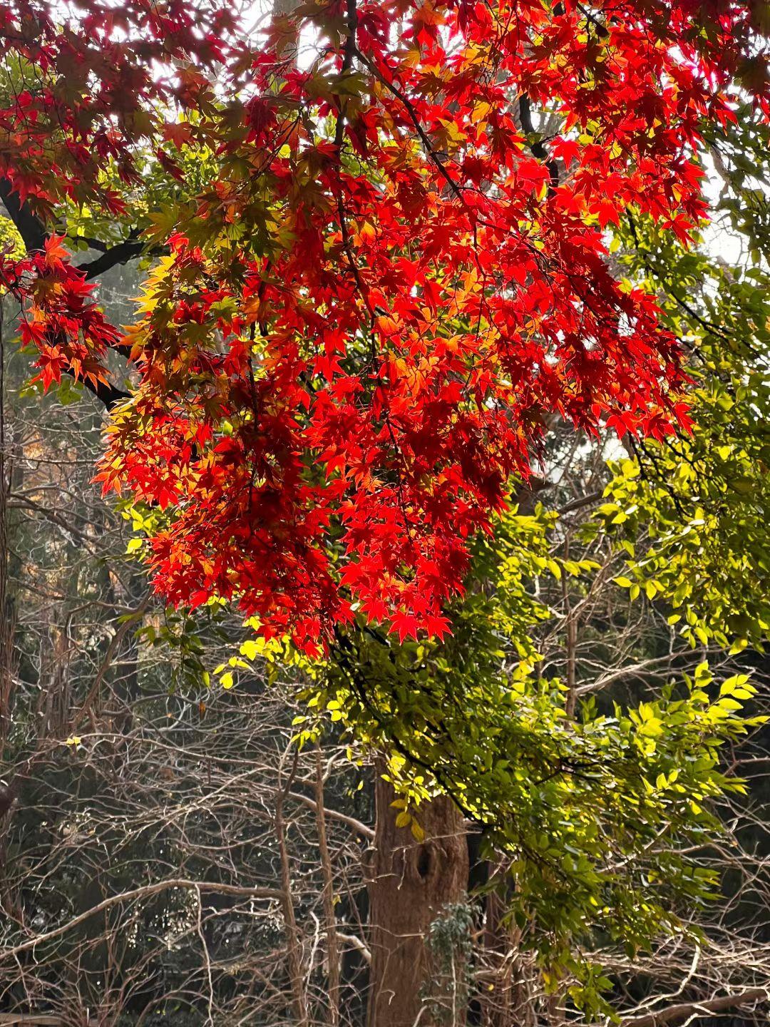 今天，儿子又提出让我过去帮他们带孩子，我不知道该不该去。

虽然我早已退休，但老