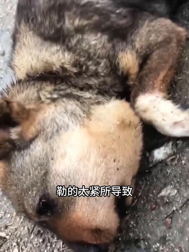 看似搞笑的表情包背后却藏着一段令人难过的事实。
表面上它是全网爆火的蜜蜂小狗，不