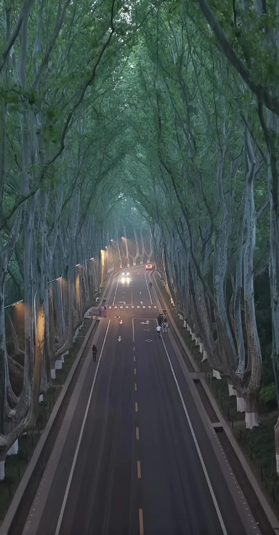 国内各大城市最著名的景观大道：
1.南京梧桐大道（梧桐花）
2.昆明教场中路（蓝