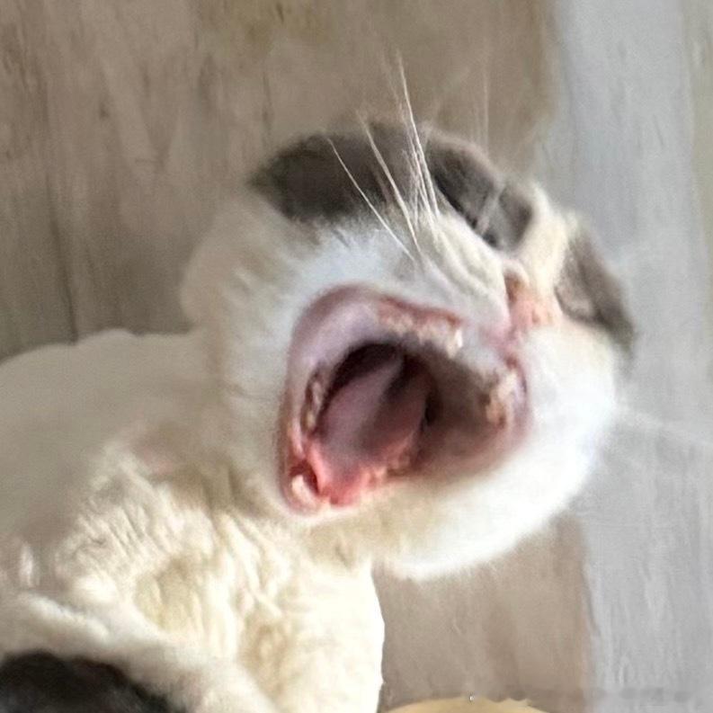49846【丑猫】打个哈欠怎么和要吃人一样 