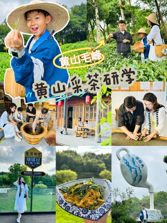 黄山研学｜百年茶园和老师傅学采茶做茶品茶