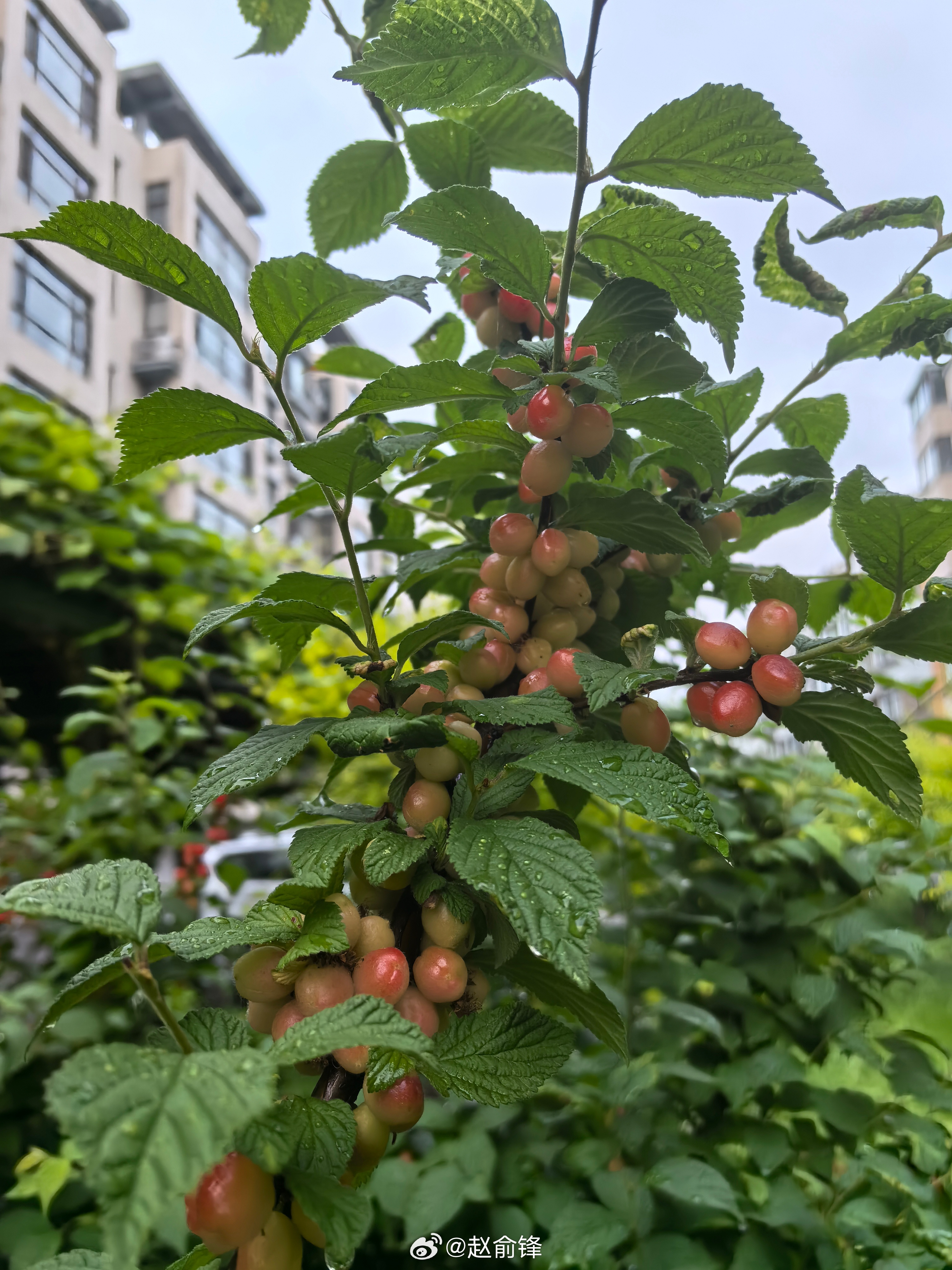 这是毛樱桃，北方庭院常见灌木，果子紧贴枝条生长，成熟酸甜可鲜食、熬酱，耐寒易活，
