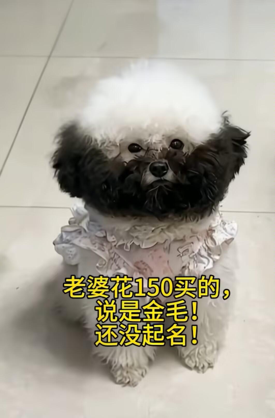 麻烦大家给小狗取个贴切的名字！[作揖]