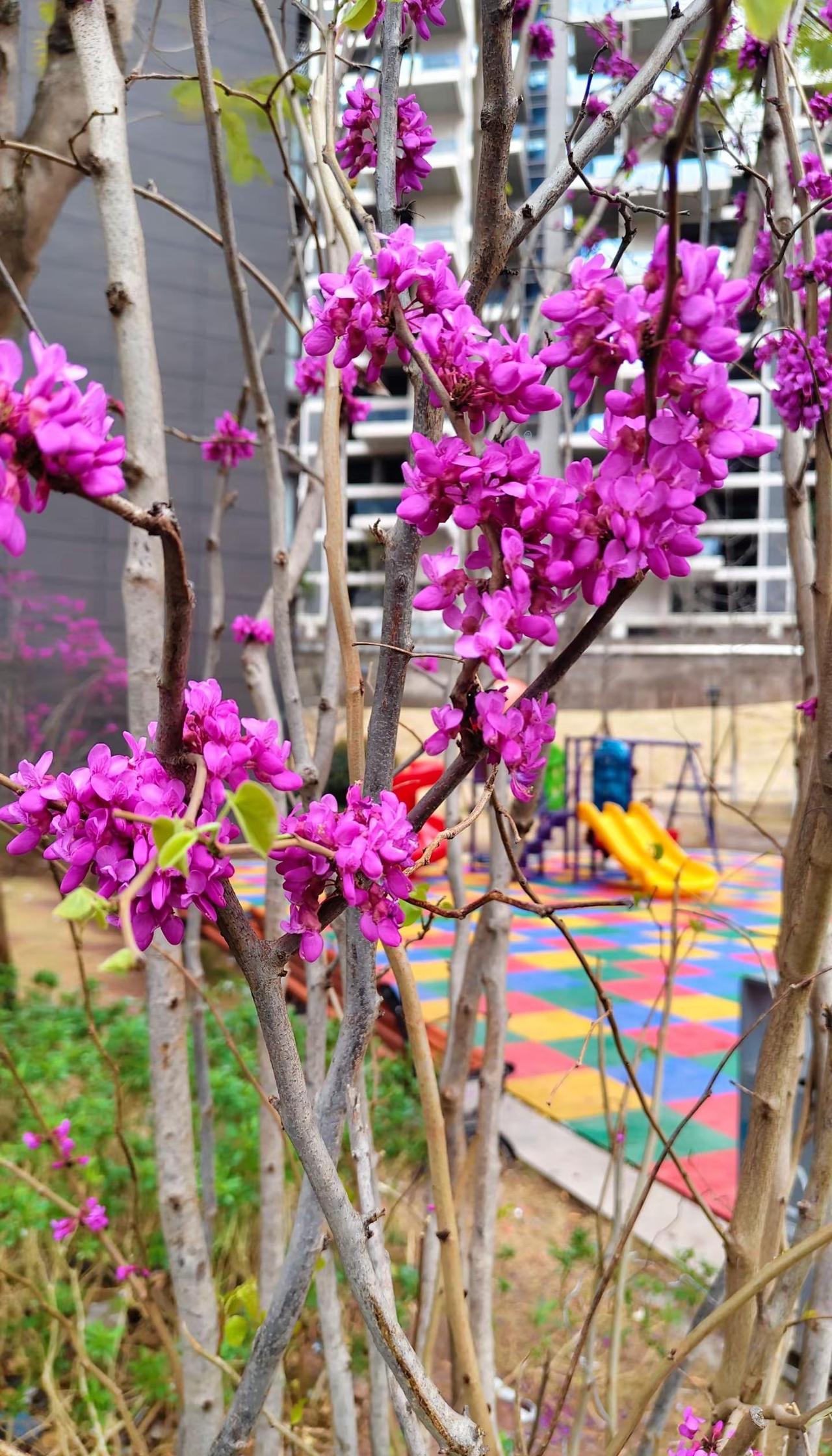 治愈氛围感。小区楼下的紫荆花，把春天开成了紫色的瀑布🌿风一吹，满枝的温柔都在晃