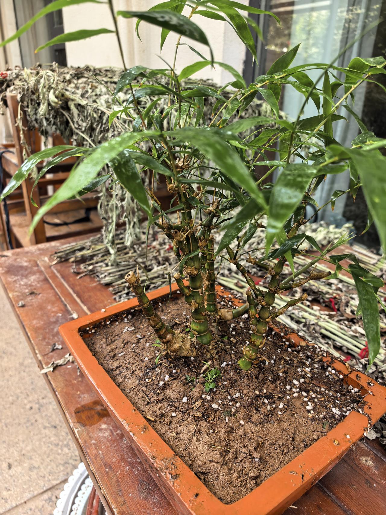佛肚竹换盆。用菜园土搭配营养土和腐叶土，之前的塑料小方盆有点小，换成了一个稍大点