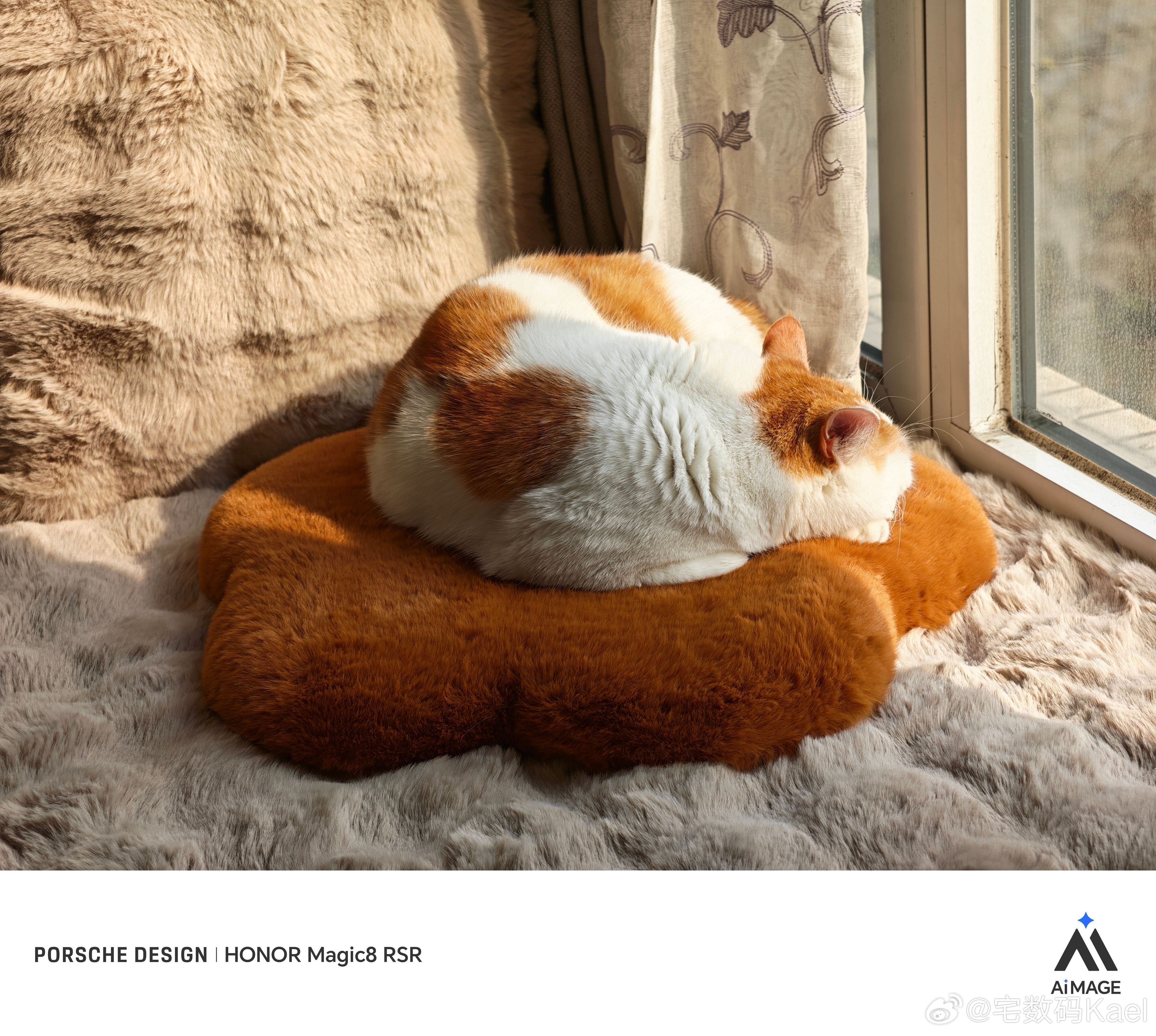 阳光和小猫成都在连续多日的阴雨绵绵后，终于又见着了太阳