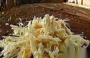 印度亚穆纳河两岸，7500万吨甘蔗渣堆成了山，在烈日下散发着发酸的恶臭。
河里泛