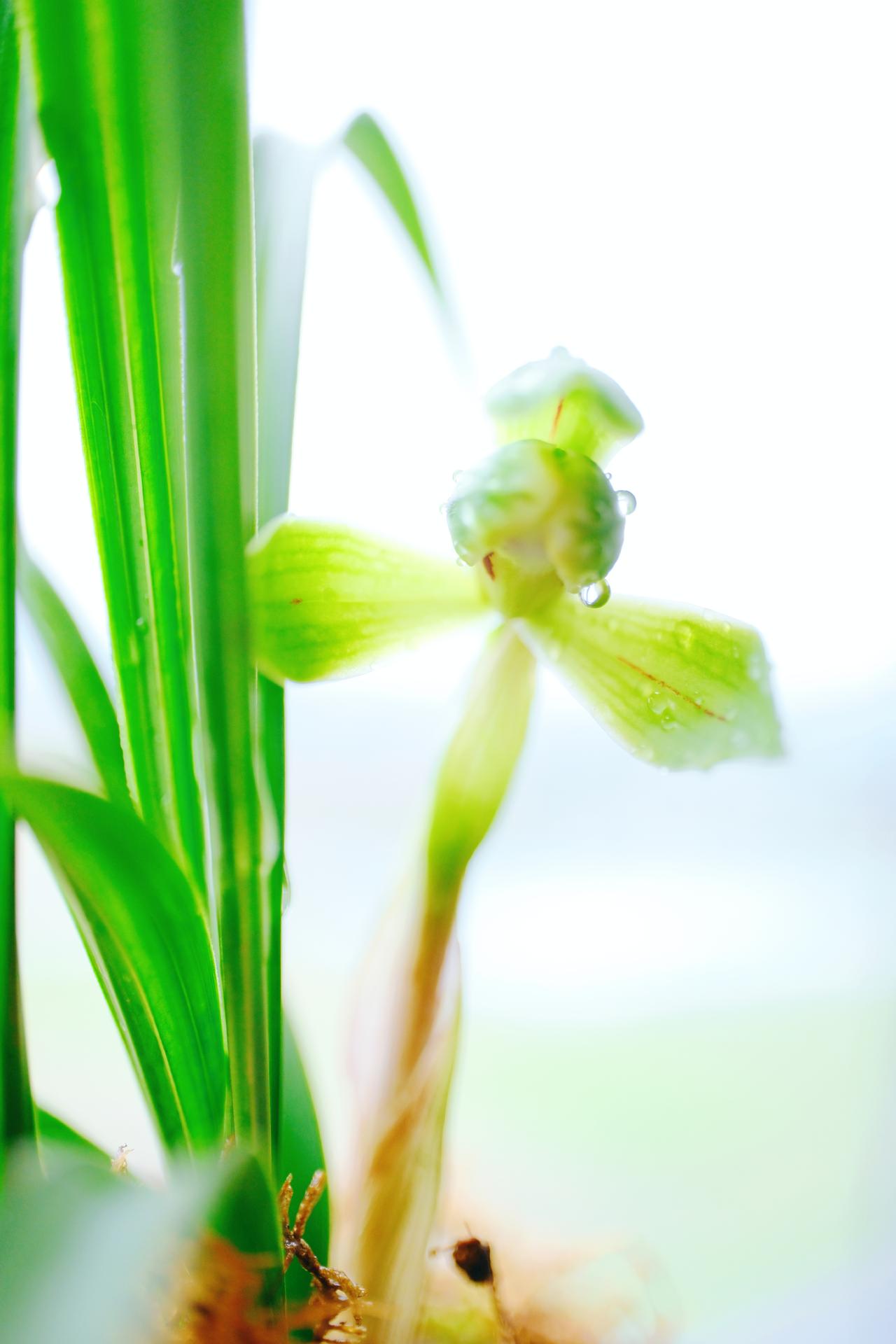 映日红荷开了，西子梅开了！4千家上涨，4166.7点，是不是形势一片大好[大笑]