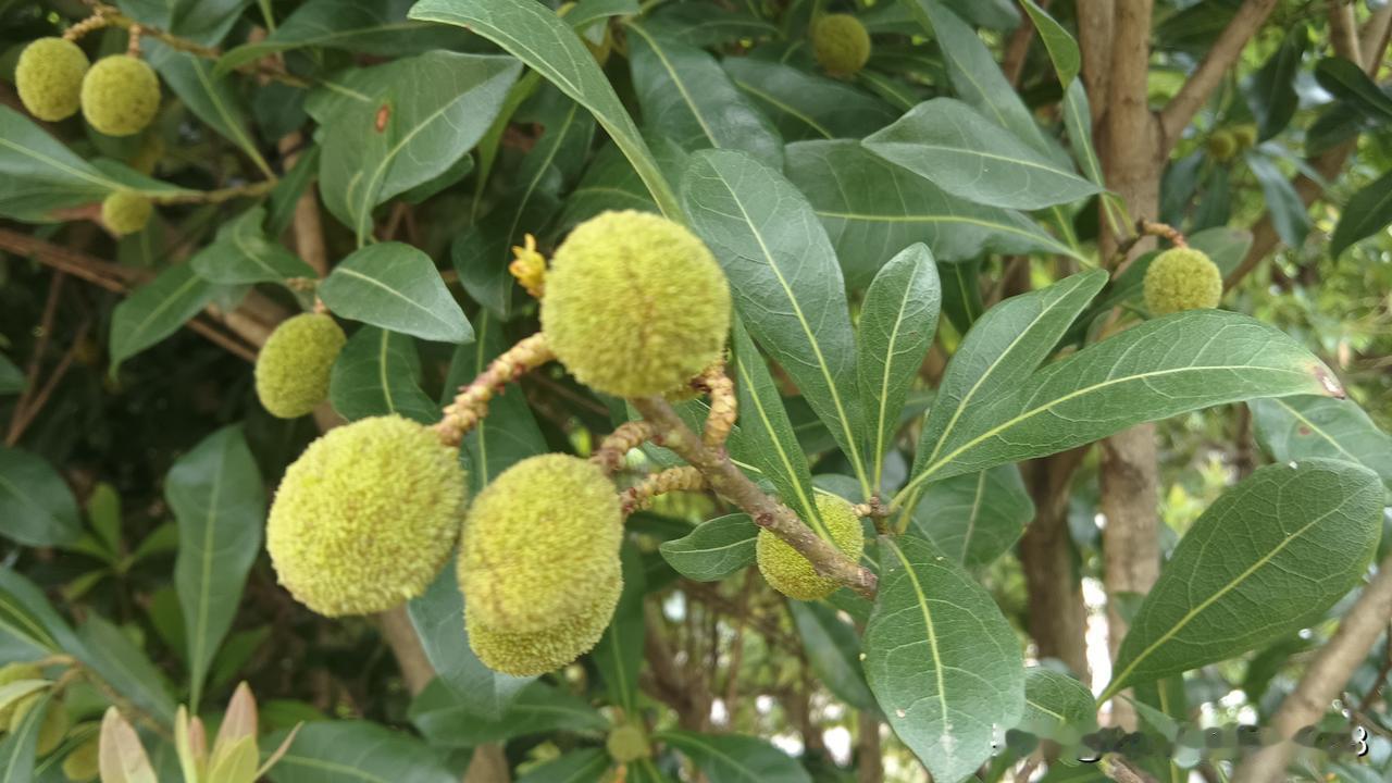 集采药品“三进”工作开始试点，第一批吃“螃蟹”的药店人，要先做好赔钱的准备。
