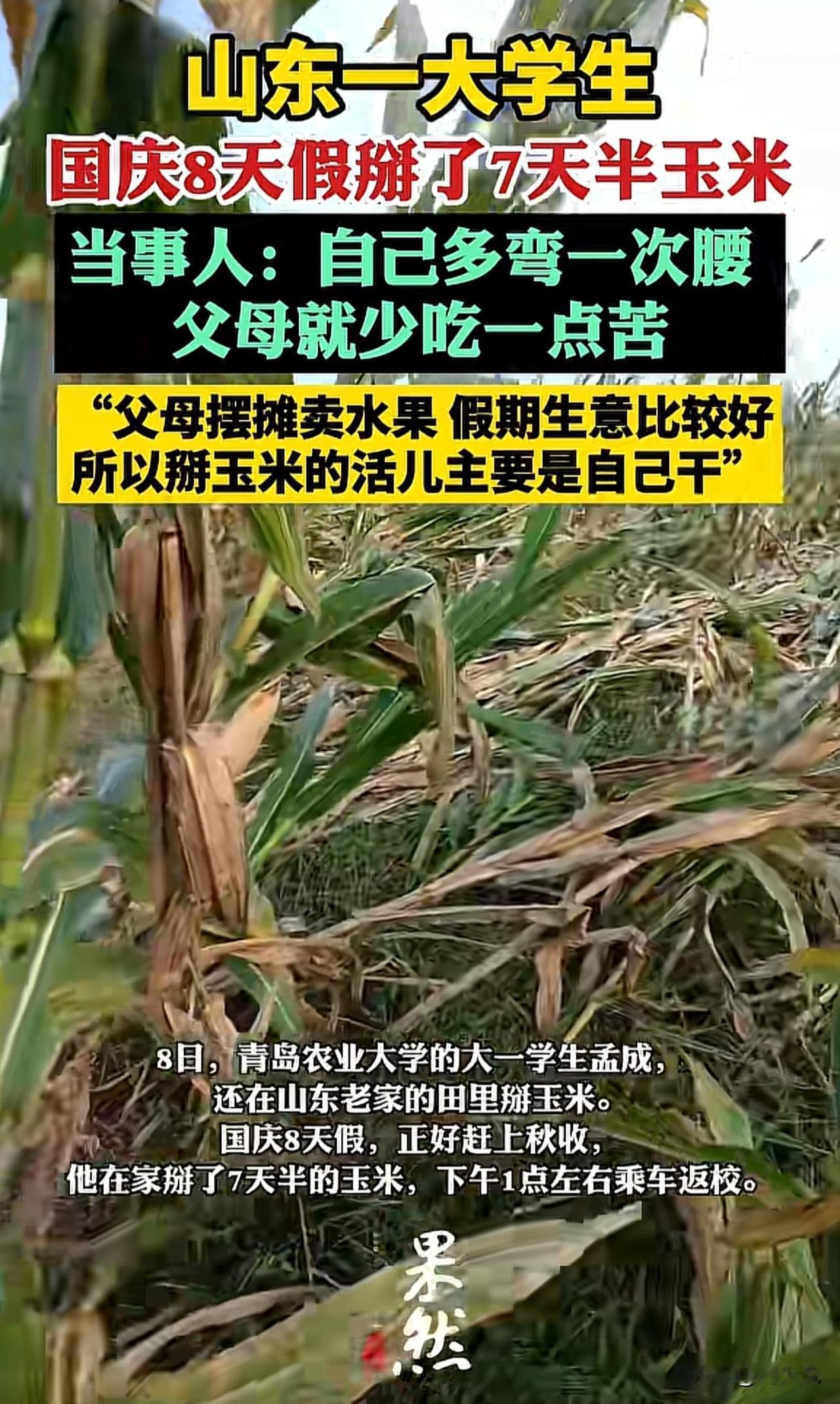 国庆8天掰7天半玉米！山东这位计算机系大学生火了！

国庆假期，山东一名计算机系