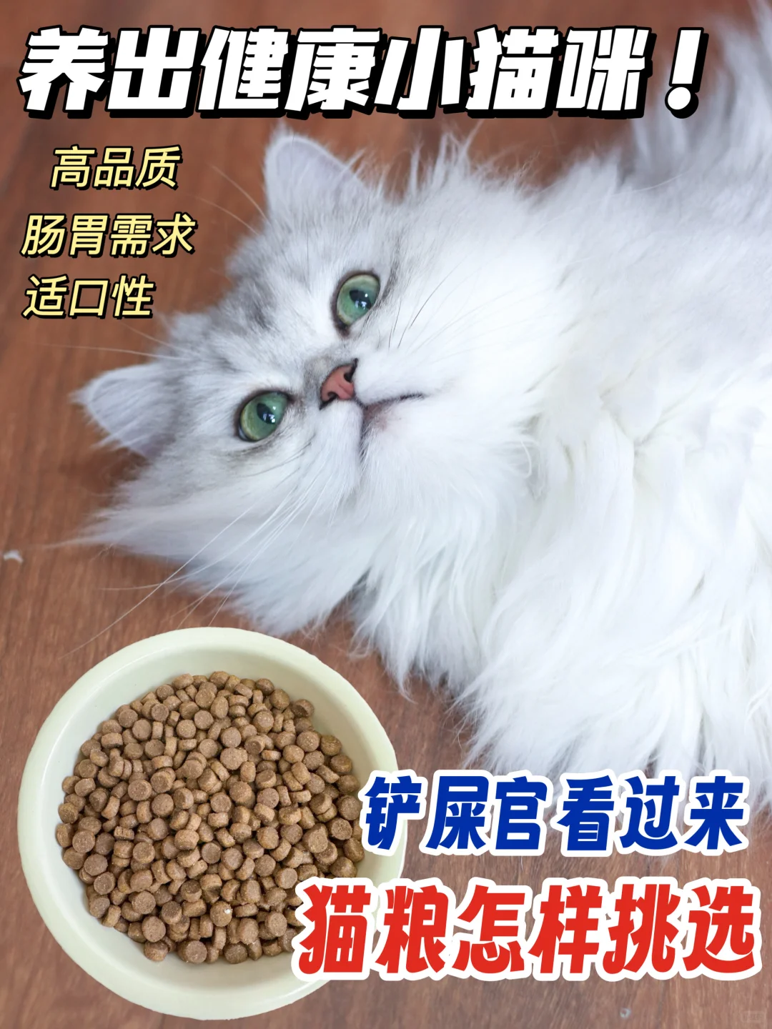 养宠经验/猫粮怎样挑选？养出健康小猫咪